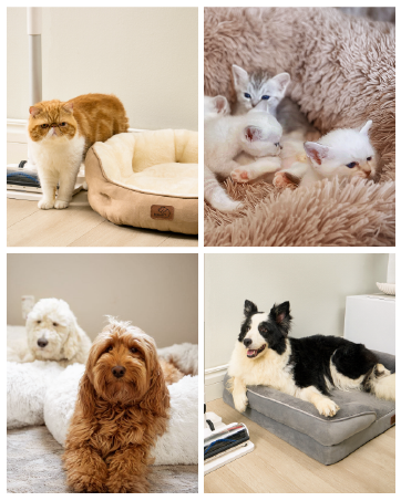Outdoor Elevated Dog Bed Large Sized Dog, Portable - Premium Quality